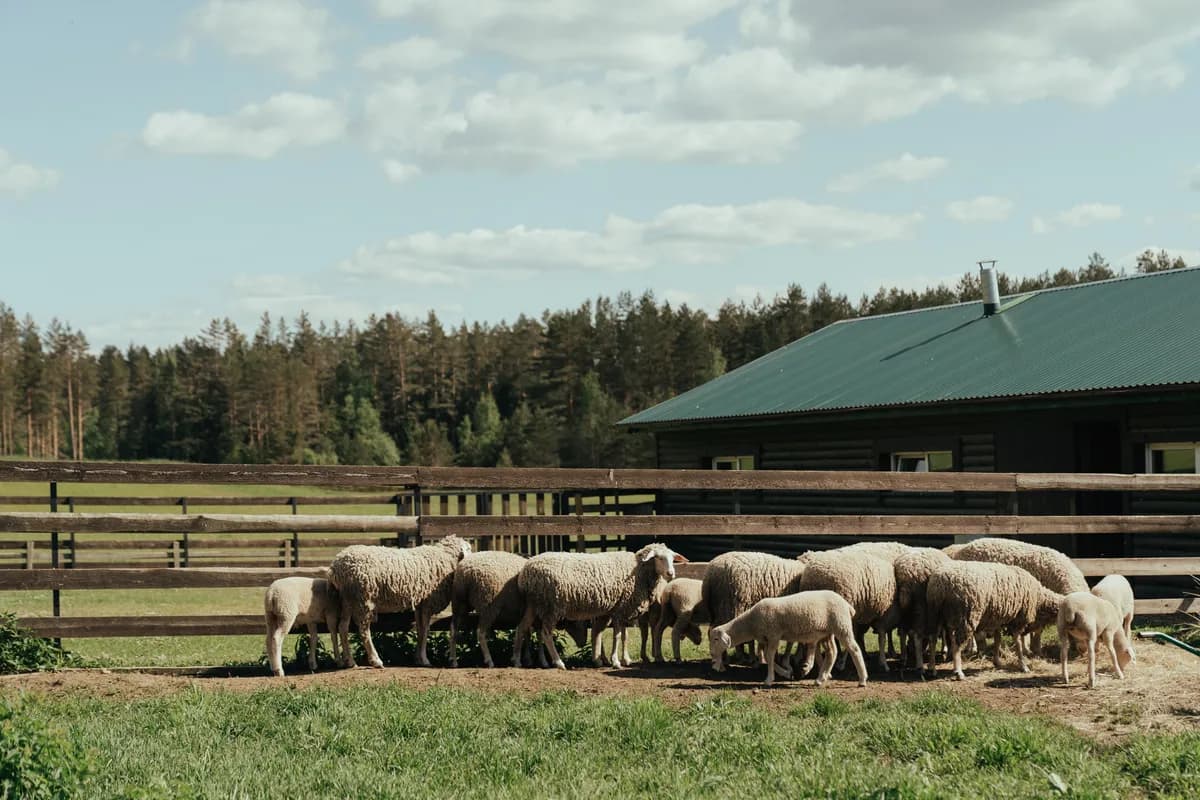 BookNoFees-voorbeeldfoto: schapen op een omheinde weide naast een schuur