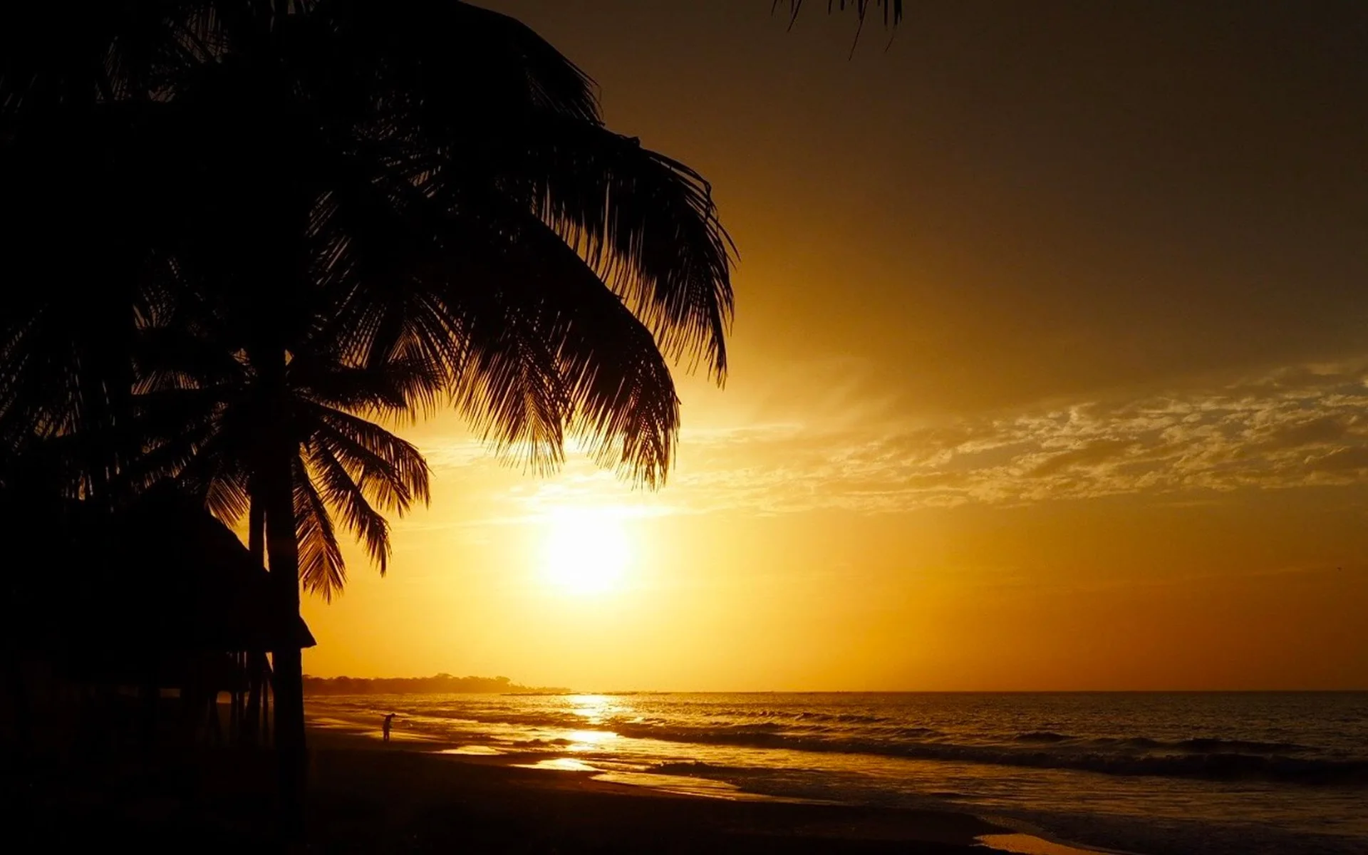 Palmbomen op het strand van Gambia bij zonsondergang